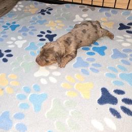 Girl 1 - Dapple female Dachshund puppy in Farmerville, Louisiana from Hancock House of Basset Hounds & Mini Dachshunds