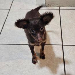 Girl 2 - Brown and tan female Russian Toy puppy in San Diego, California from Chenier Russian toys