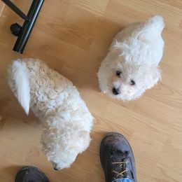 Bichon Frises from Mel's boshons