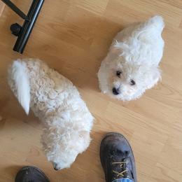 Bichon Frises from Mel's boshons