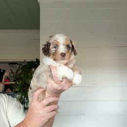 Whisper - Brown merle male Aussiedoodle puppy in Inman, South Carolina from Dark Corner Doodles
