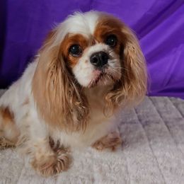 Joy - Cavalier King Charles Spaniel