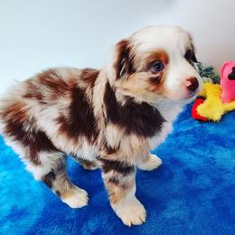 Miniature Australian Shepherd Puppies from Aussies Acre