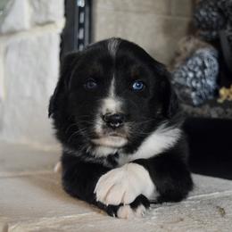 Coal - Black tri-color male Australian Shepherd puppy in Lyons, Georgia from Canyon South Aussies
