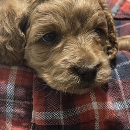 Cosmic Crisp - Red female Cockapoo puppy in Conklin, Michigan from Lake Michigan Couture Cavapoos & Cockapoos