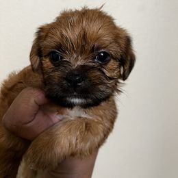 Shorkie Puppies from Shorkie Land