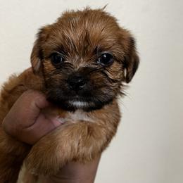 Shorkie Puppies from Shorkie Land