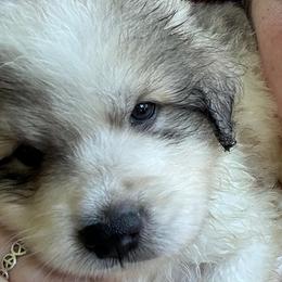 Finn - White and badger male Great Pyrenees puppy in Murfreesboro, Tennessee from Storybook Tails Farm