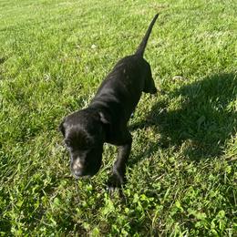 Nova - Brindle female Great Dane puppy in French Creek, West Virginia from Villa-Danes Von Kraus