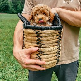 Bichon Frise and Cockapoo Puppies from The Perks of Pups