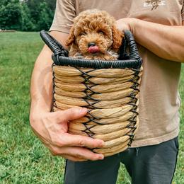 Bichon Frise and Cockapoo Puppies from The Perks of Pups