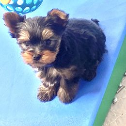 Boy 3 - Yorkshire Terrier puppy in Rifle, Colorado from Wynsumly