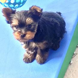 Boy 3 - Yorkshire Terrier puppy in Rifle, Colorado from Wynsumly