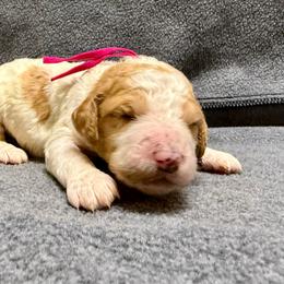 Fushia - Parti female Goldendoodle puppy in Celina, Texas from Kennedy Doodles