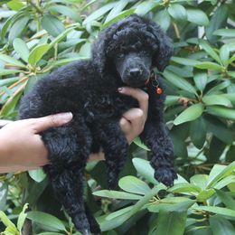 Poodle Puppies from Mount Zion Kennels