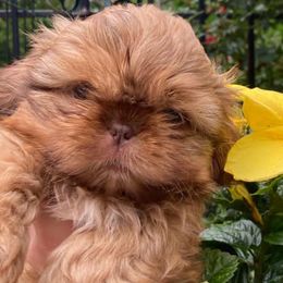 Shih Tzus from Buttons and Bows AKC Shih Tzu’s