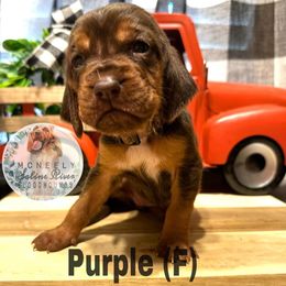 Marnie (Halloweentown) - Liver and tan Bloodhound puppy in Benton, Arkansas from McNeely Saline River Bloodhounds