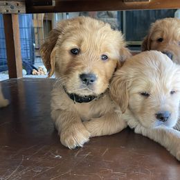 Golden Retriever Puppies from TaylerMade Goldens