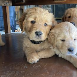 Golden Retriever Puppies from TaylerMade Goldens