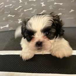 Shih Tzu Puppies from TACG