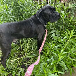 Sebastian - Black brindle male Cane Corso puppy in Brownstown, Pennsylvania from Knepper Cane Corsos