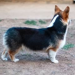 Pembroke Welsh Corgis from 4C Corgi Ranch