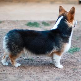 Pembroke Welsh Corgis from 4C Corgi Ranch