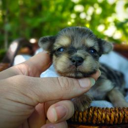 Companion Cross, Havanese, Mal-Shi, Maltese, Maltipoo, Morkie, and Shih Tzu Puppies from Seeking Shalom Acres Maltese, Maltipoos & Havamalts