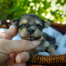 Companion Cross, Havanese, Mal-Shi, Maltese, Maltipoo, Morkie, and Shih Tzu Puppies from Seeking Shalom Acres Maltese, Maltipoos & Havamalts