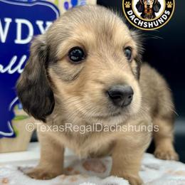 Anthony - Cream male Dachshund puppy in Houston, Texas from Texas Regal Dachshunds LLC