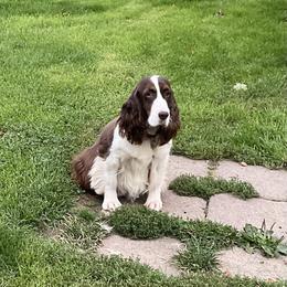 Sage - English Springer Spaniel