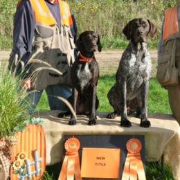 German Shorthaired Pointers from Proud Pine Farm