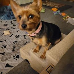 Jada Belle - Yorkshire Terrier