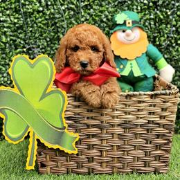 Millie Mae's Red Boy - Red  male Goldendoodle puppy in Kountze, Texas from Texas Doodles LLC