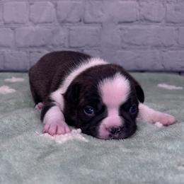 'Josiah Queen' - Brindle and white male Boston Terrier puppy in Fisher, Minnesota from Wentzel Family Frenchtons