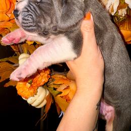 Shock - Mantle female Great Dane puppy in Latrobe, Pennsylvania from Country Danes
