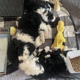 Goldendoodle, Poodle, and Sheepadoodle Puppies from Heavenly Hilltop Farm