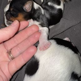 Parti male , black face - Parti male Yorkshire Terrier puppy in Pikeville, North Carolina from A Yorkie’s World