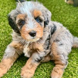 Macaroni - Blue merle male Bernedoodle puppy in Sugar Hill, Georgia from Deep Creek Doodles