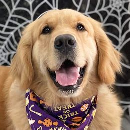 Flounder - Golden Retriever