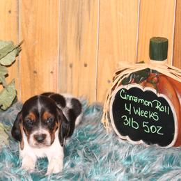 Cinnamon Roll - Black white and brown female Basset Hound puppy in Dover, Arkansas from S&S American Bassets