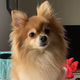 Nala - Pomeranian