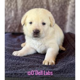 Latte - Yellow female Labrador Retriever puppy in Sullivan, Missouri from O’Dell Labs