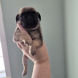 Girl 3 - Fawn female Pug puppy in Auburn, Kentucky from Prentice Family Pugs