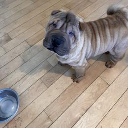 Jilly - Red fawn female Chinese Shar-Pei puppy in Basehor, Kansas from Good Fortune Shar Pei