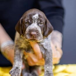 Red Girl - Liver and white female German Shorthaired Pointer puppy in Bryan, Texas from Ehrenvogel and Bessdach Kennels