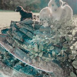 Sheepadoodle Puppies from DOODCompany