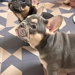 French Bulldog Puppies from Gichigami French Bulldogs