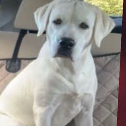 Chumley Older starter puppy Boy - Yellow male Labrador Retriever puppy in Live Oak, California from Blanco Labradors