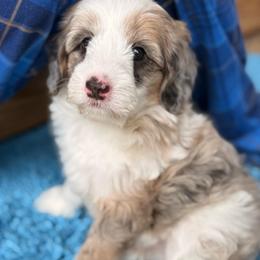 Bumble - Merle male Sheepadoodle puppy in Roseburg, Oregon from Sharon’s Sheepadoodle’s